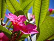 flowers_spring_gran_canaria_009