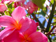 flowers_spring_gran_canaria_011