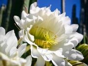 flowers_spring_gran_canaria_013