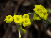 excursion-cole-tilos-de-moya-marzo-2013-078